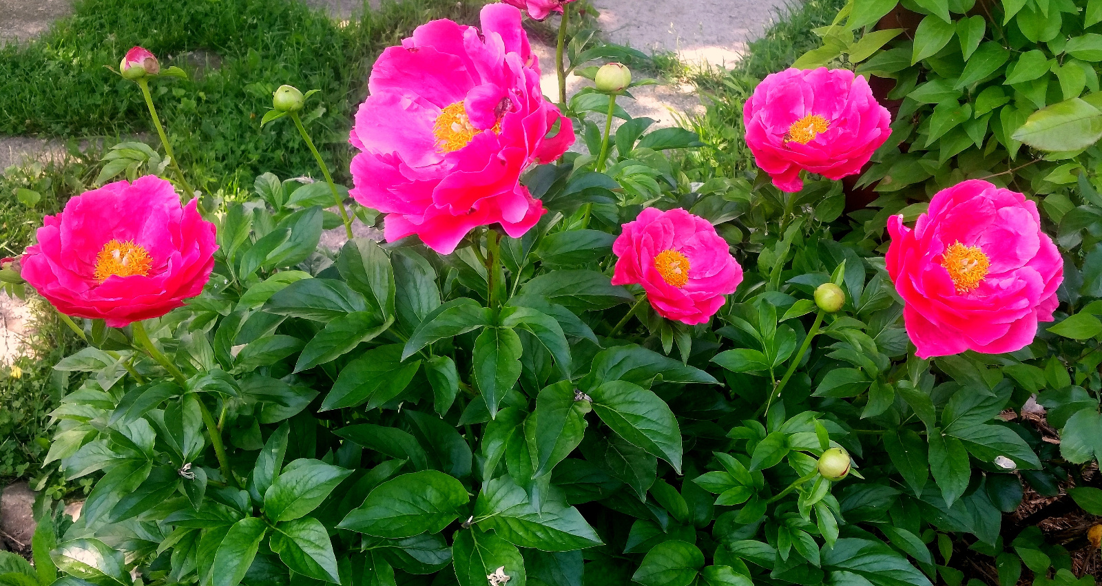 FUSCHIA PINK GARDEN PEONY IN BLOOM